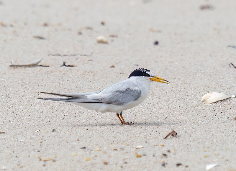 File:Least tern (26694).jpg