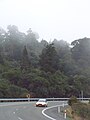 Trees in subalpine forest, Leith Saddle, Dunedin