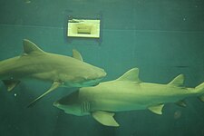 Lemon Sharks found at the National Marine Aquarium, Plymouth UK