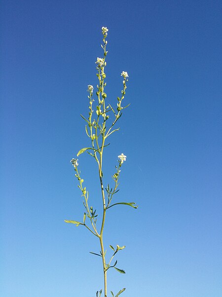 File:Lepidium sativum sl8.jpg