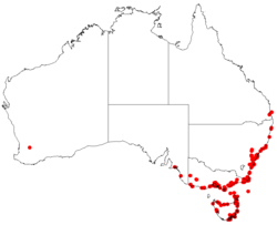 Lepidosperma sieberiDistMap67.png