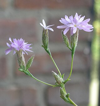 <i>Lessingia</i> Genus of flowering plants