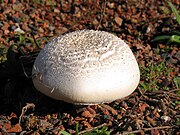 180px-Leucoagaricus_leucothites_JPG1b.jpg