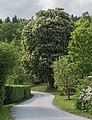 English: Blooming chestnut tree Deutsch: Blühender Rosskastanienbaum