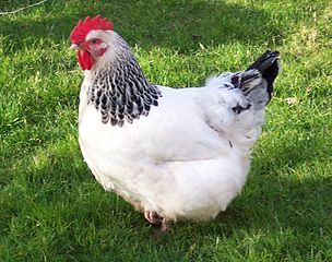 Light sussex breed hen