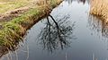 Lijsterbes (Sorbus) spiegelt zich in het water.