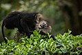 Lion-tailed macaque Play bite.jpg