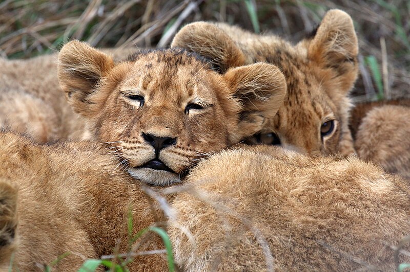 File:Lion cubs (51715422328).jpg