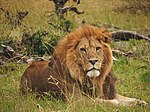 Lions @ Maasai Mara (20792033896).jpg