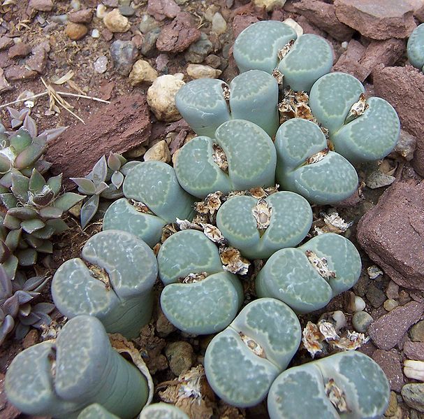 File:Lithops salicola.jpg