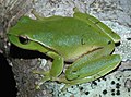 Litoria phyllochroa (8).JPG