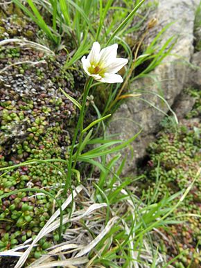 Description de l'image Lloydia serotina - japan1.JPG.