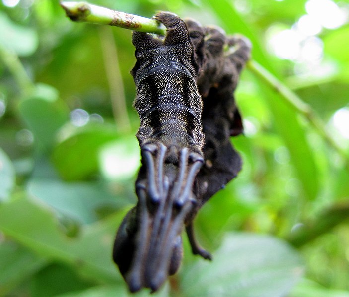 File:Lobster Moth Caterpillar (Stauropus sp., Notodontidae) bottom.jpg