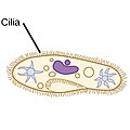 Locomotion kirjoittanut cilia.jpg