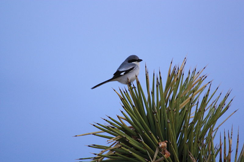 File:Loggerhead shrike (Lanius ludovicianus); Queen Valley.jpg