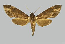 Lomocyma oegrapha BMNHE274212 dişi up.jpg