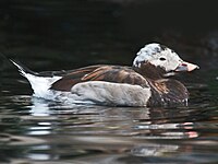 Duck, Long-tailed ♂ Clangula hyemalis