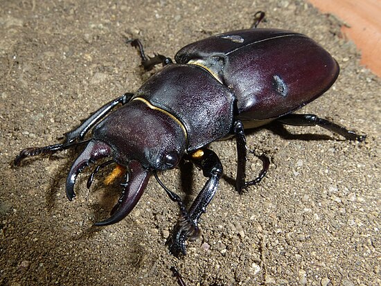 Со жуки. Lucanus Tetraodon. Жвалы жужелицы. Скарабеоидные жуки. Рогачи Разноядные жуки.