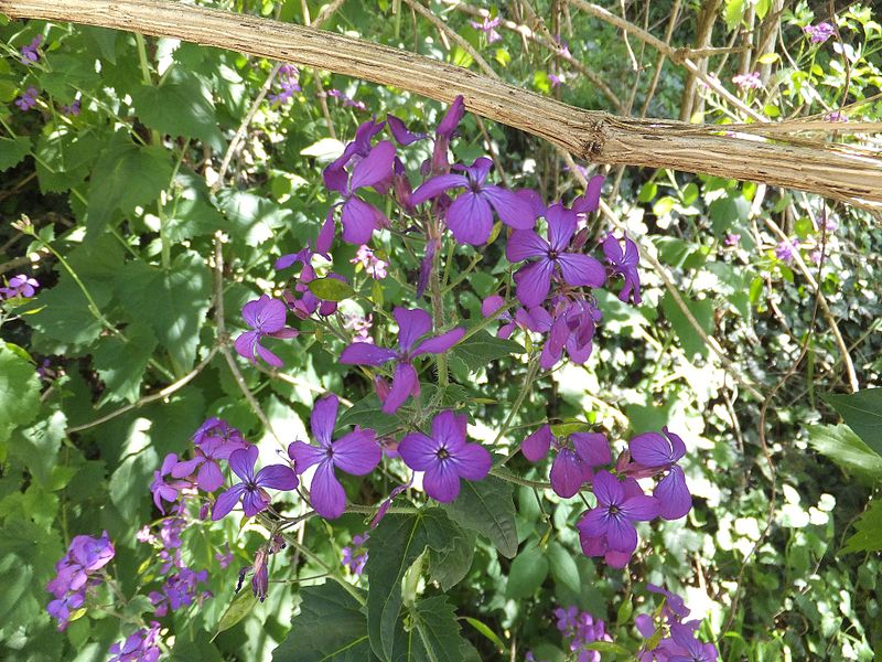 File:Lunaria annua Prà 01.jpg