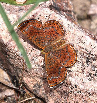 <i>Calephelis arizonensis</i> Species of butterfly