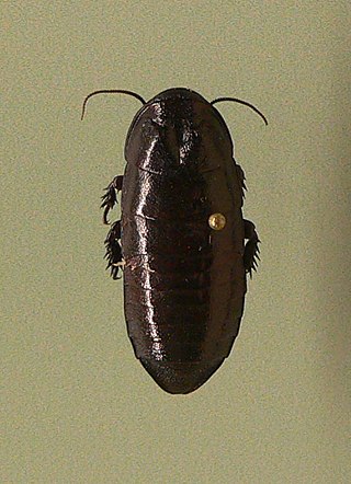 <i>Cryptocercus garciai</i> Species of cockroach