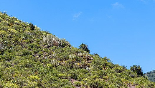 South of La Hoya Tenerife