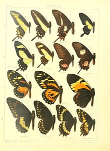 Macrolepidoptera15seit 0031.jpg