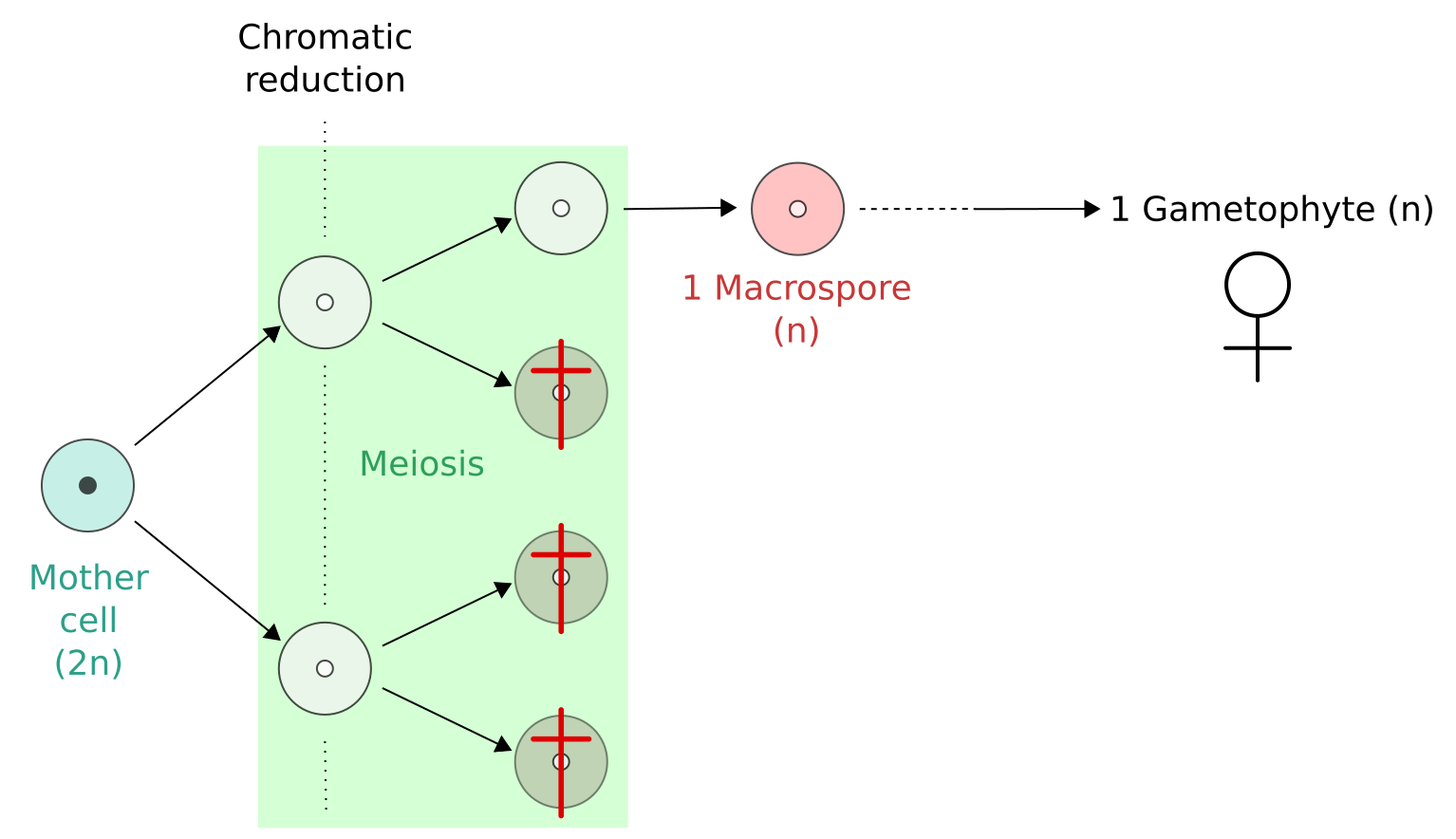 Reduce 1. Макроспора. Хроматическая редукция. Макроспора зачем. AG formation.