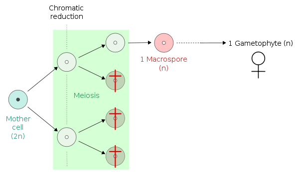 In contrast, in many seed plants and heterosporous ferns, only a single product of meiosis will become a megaspore (macrospore), with the rest degenerating.