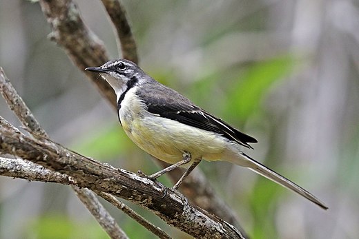 Мадагаскарский яйценосный дрозд лат madagascar ovum turdi. Мадагаскарская трясогузка. Мадагаскарский яйценостный Дрозд. Андасибе-Мантадия. Птицы Мадагаскара.