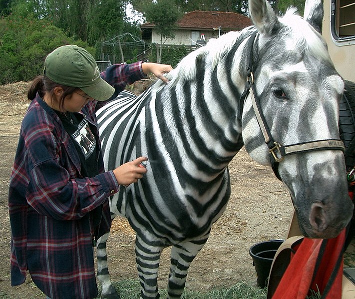 File:Making a Zebra.jpg