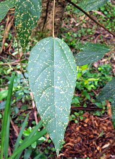 <i>Mallotus discolor</i> Species of tree