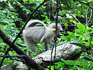 Ο πίθηκος Mangabey στο Εθνικό Πάρκο των Ουντζούνγκουα Ορέων (Udzungwa Mountains National Park).