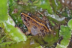 Mantellid frog (Mantidactylus femoralis) Ranomafana.jpg