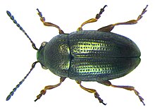 Mantura obtusata (Джилленхол, 1813) .jpg