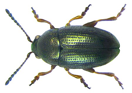 Mantura_obtusata