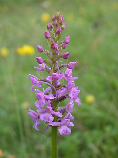 File:Marsh Fragrant Orchid Gymnadenia densiflora (5915049680).jpg