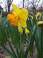 Narcissus Mary Bohannon