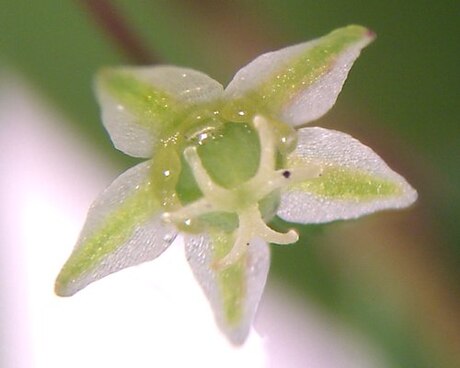 Phyllanthus tenellus