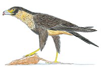 Masillarraptor