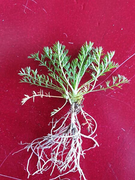 File:Matricaria discoidea plant (08).jpg