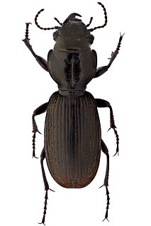 <i>Mecodema oconnori</i> Species of beetle