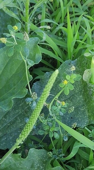 File:Medicago lupulina 211421901.jpg