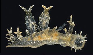 <i>Melibe arianeae</i> Species of sea slug