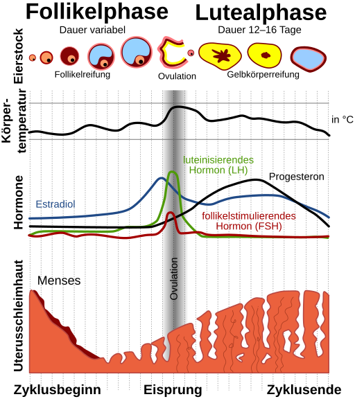 MenstrualCycle de