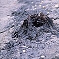 Mummified stump on Axel Heiberg Island