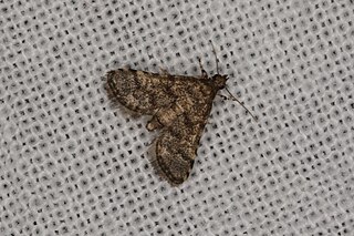 <i>Metasia acharis</i> Species of moth