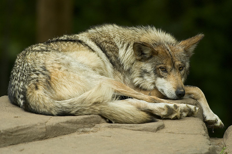 File:Mexican wolf lounging.jpg