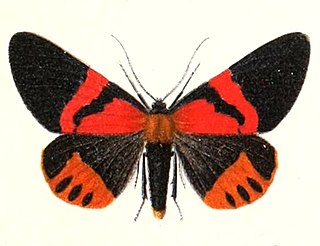 <i>Milionia rawakensis</i> Species of moth
