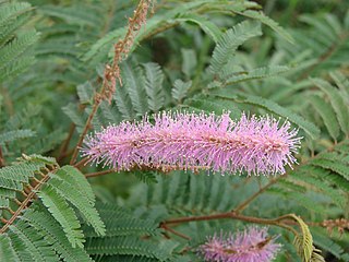 <i>Mimosa verrucosa</i> Species of plant